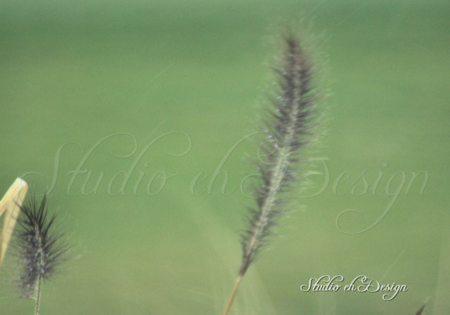 Feather Grass 6734sm