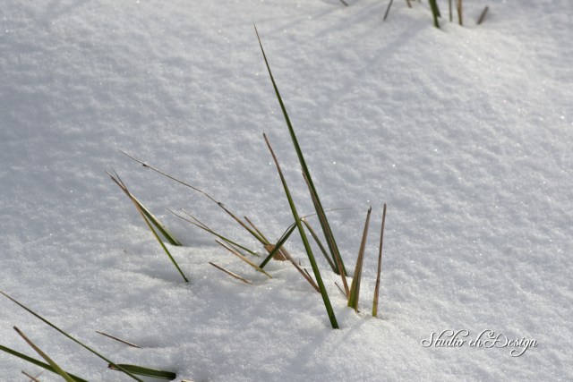 SnowGrass0055sm
