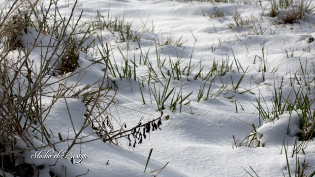 SnowGrass0058sm