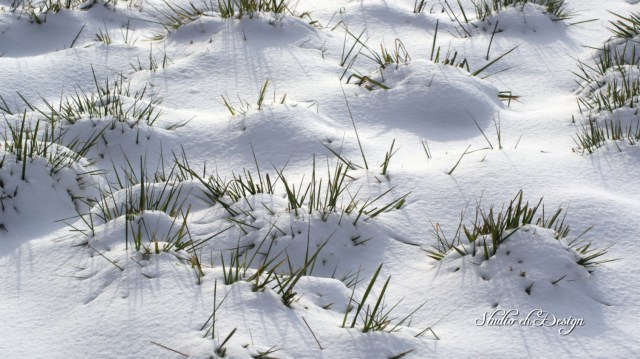 SnowGrass0064sm