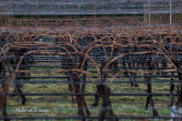 Wet Vines 4208sm