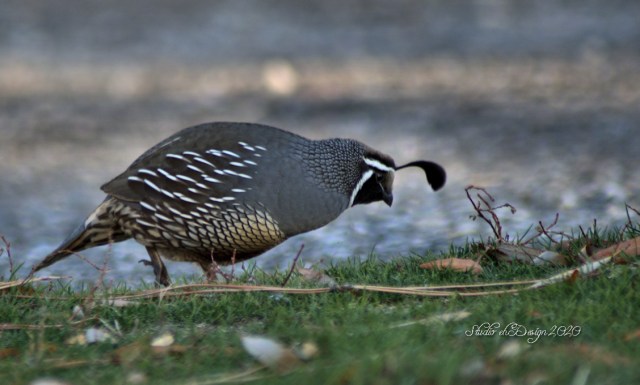 California Quail foraging. 