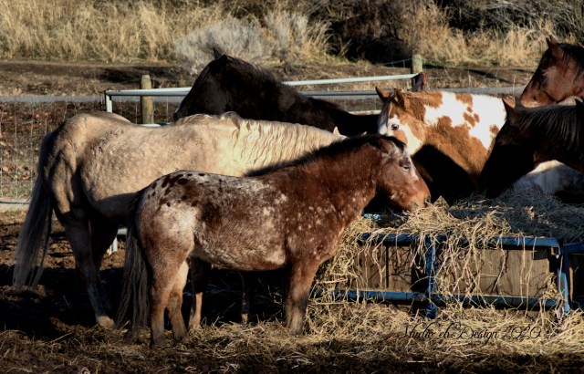 Short Horse - Appaloosa colouring